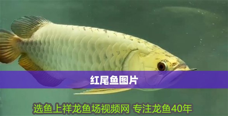 紅尾魚(yú)圖片 紅尾魚(yú)圖片 龍魚(yú)論壇