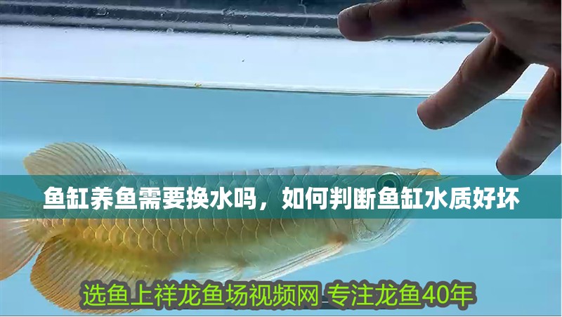 魚缸養魚需要換水嗎，如何判斷魚缸水質好壞