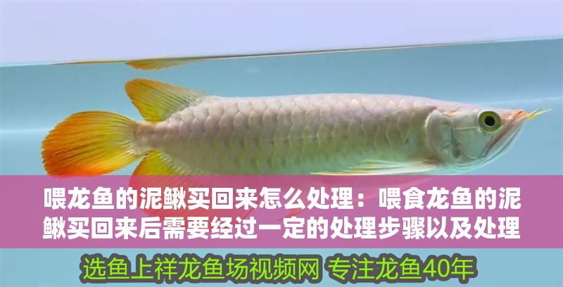 喂龍魚的泥鰍買回來怎么處理：喂食龍魚的泥鰍買回來后需要經過一定的處理步驟以及處理步驟
