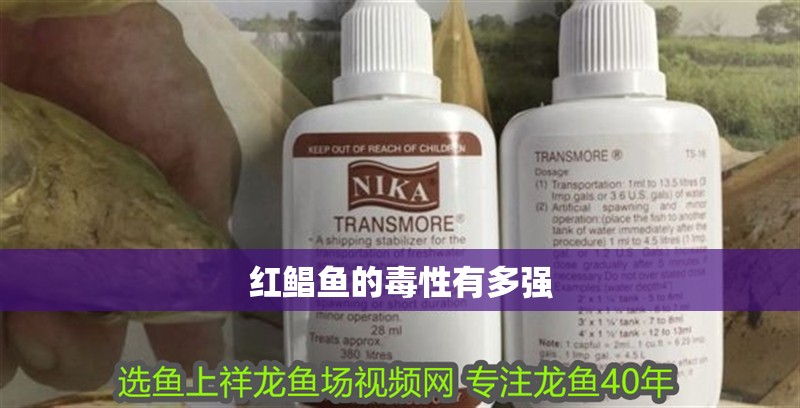 紅鯧魚的毒性有多強 紅鯧魚的毒性有多強 龍魚論壇