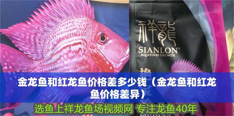 金龍魚和紅龍魚價格差多少錢（金龍魚和紅龍魚價格差異） 金龍魚和紅龍魚價格差多少錢（金龍魚和紅龍魚價格差異） 龍魚百科