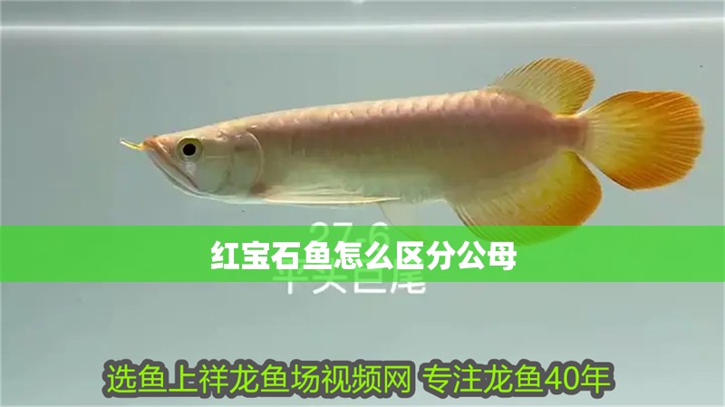魚缸用增氧泵價格是多少:魚缸增氧機-xtrac增氧機-xtrac增氧機 紅寶石魚怎么區分公母 龍魚論壇 紅寶石魚怎么區分公母 紅寶石魚怎么區分公母 龍魚論壇