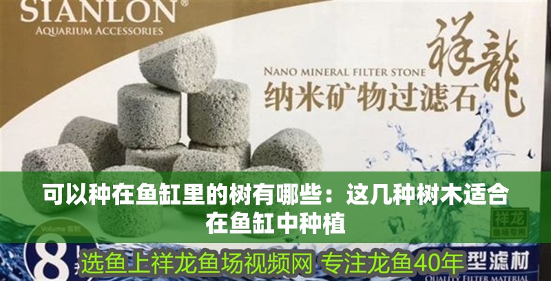 龍魚(yú)干蝦有營(yíng)養(yǎng)嗎 可以種在魚(yú)缸里的樹(shù)有哪些:這幾種樹(shù)木適合在魚(yú)缸中種植 魚(yú)缸百科 可以種在魚(yú)缸里的樹(shù)有哪些:這幾種樹(shù)木適合在魚(yú)缸中種植 可以種在魚(yú)缸里的樹(shù)有哪些:這幾種樹(shù)木適合在魚(yú)缸中種植 魚(yú)缸百科