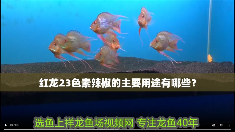 紅龍23色素辣椒的主要用途有哪些？