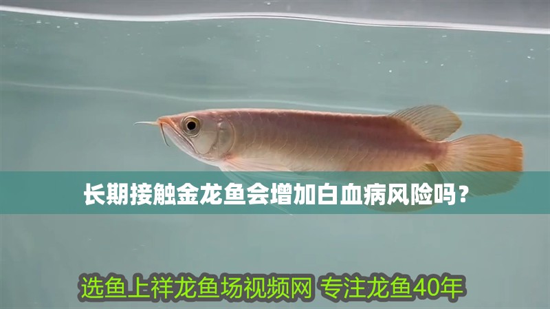 長期接觸金龍魚會增加白血病風險嗎？