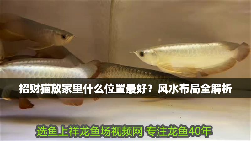 招財貓放家里什么位置最好？風水布局全解析 招財貓放家里什么位置最好？風水布局全解析 龍魚百科 第1張