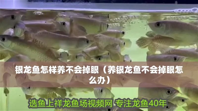 銀龍魚怎樣養不會掉眼（養銀龍魚不會掉眼怎么辦）