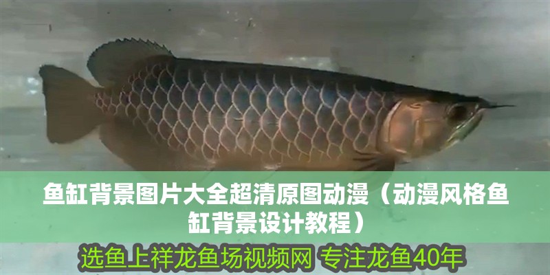 魚缸背景圖片大全超清原圖動漫（動漫風格魚缸背景設計教程）