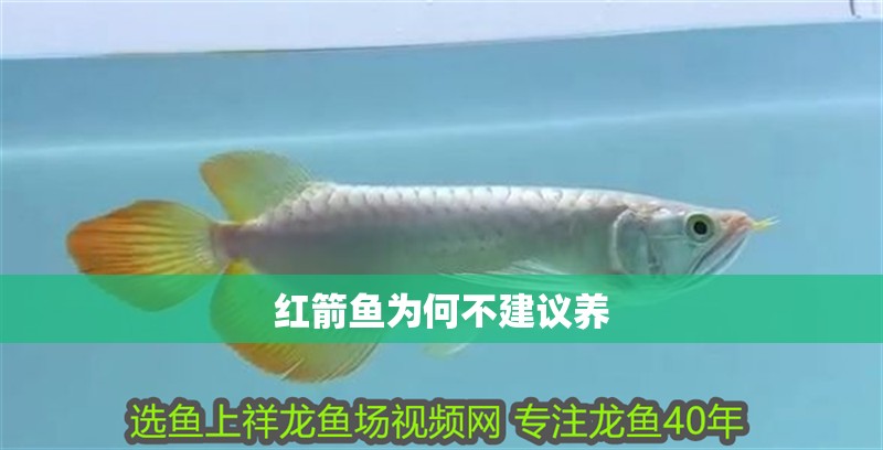 紅箭魚為何不建議養