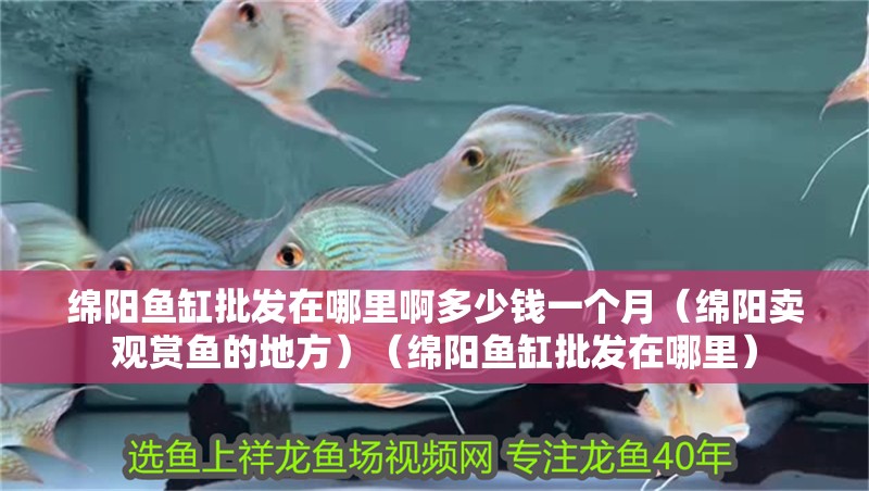 綿陽魚缸批發(fā)在哪里啊多少錢一個(gè)月（綿陽賣觀賞魚的地方）（綿陽魚缸批發(fā)在哪里） 綿陽魚缸批發(fā)在哪里啊多少錢一個(gè)月（綿陽賣觀賞魚的地方）（綿陽魚缸批發(fā)在哪里） 魚缸百科