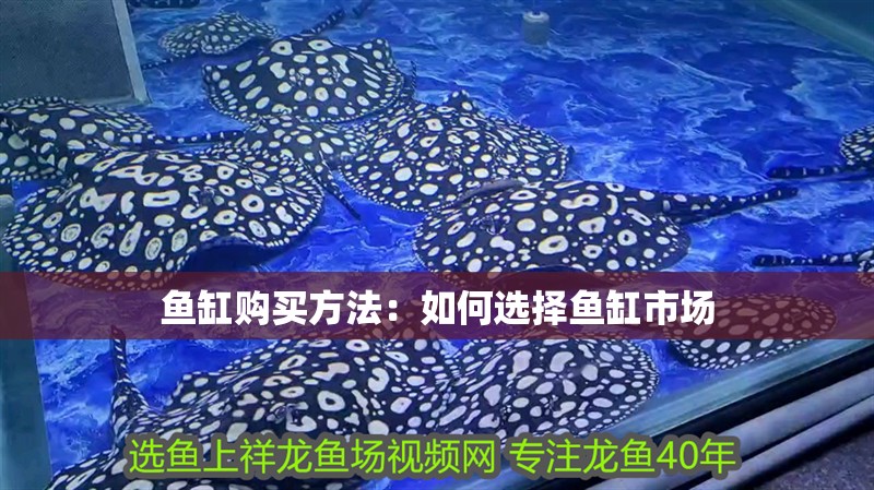 魚缸購買方法：如何選擇魚缸市場 魚缸購買方法：如何選擇魚缸市場 魚缸百科