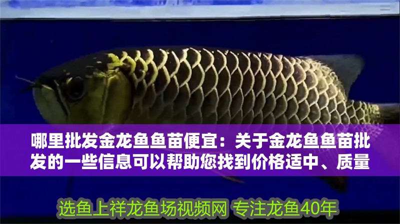 哪里批發金龍魚魚苗便宜：關于金龍魚魚苗批發的一些信息可以幫助您找到價格適中、質量有保障的供應商