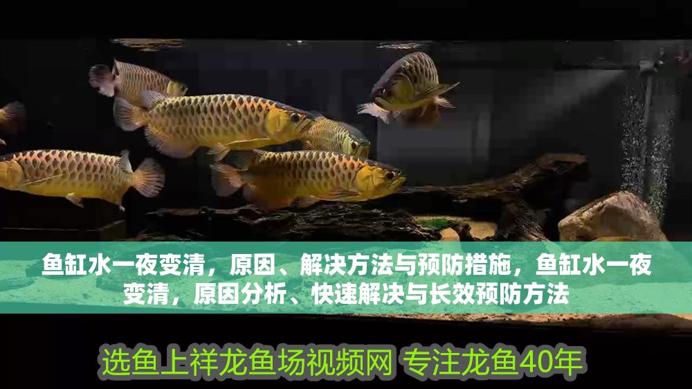 魚(yú)缸水一夜變清，原因、解決方法與預(yù)防措施，魚(yú)缸水一夜變清，原因分析、快速解決與長(zhǎng)效預(yù)防方法