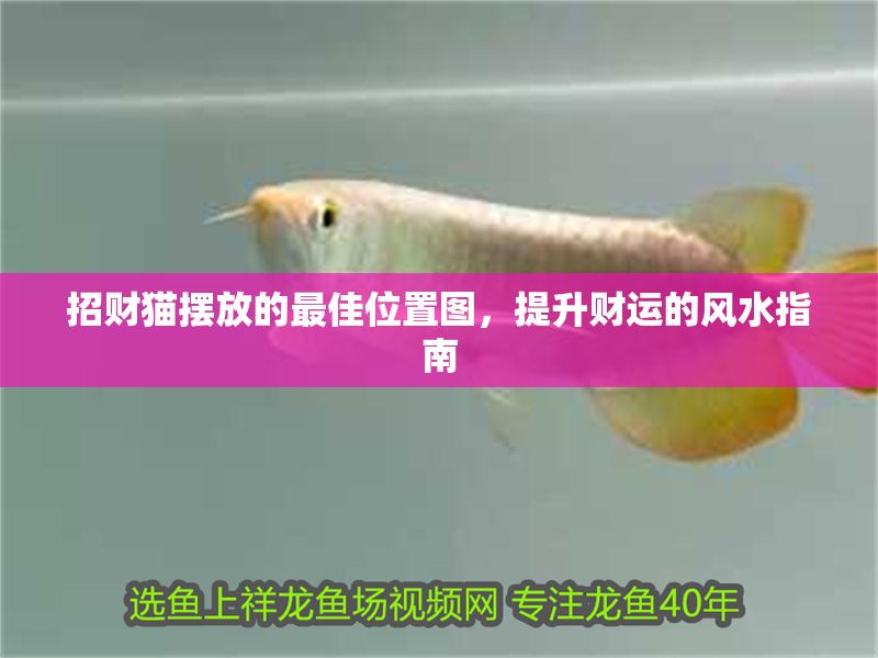 招財(cái)貓擺放的最佳位置圖，提升財(cái)運(yùn)的風(fēng)水指南 招財(cái)貓擺放的最佳位置圖，提升財(cái)運(yùn)的風(fēng)水指南 龍魚百科 第1張