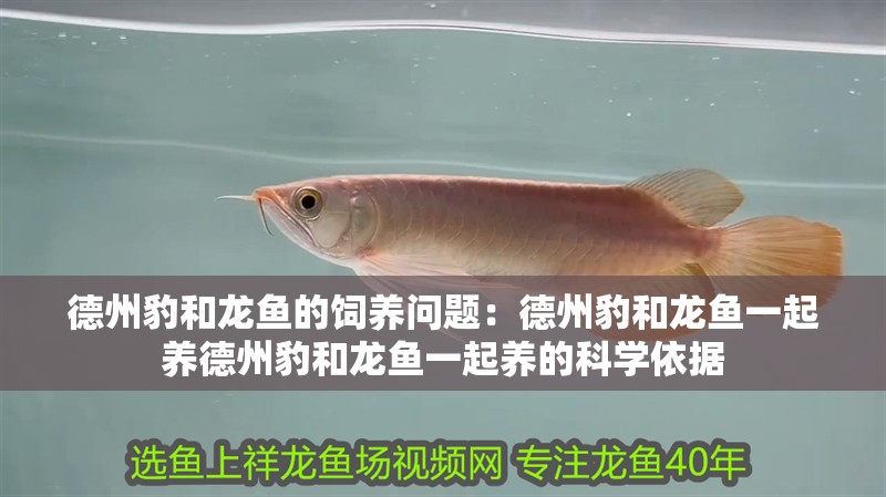 德州豹和龍魚的飼養問題：德州豹和龍魚一起養德州豹和龍魚一起養的科學依據 德州豹和龍魚的飼養問題：德州豹和龍魚一起養德州豹和龍魚一起養的科學依據 龍魚百科