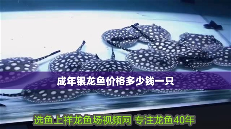 成年銀龍魚價(jià)格多少錢一只 成年銀龍魚價(jià)格多少錢一只 龍魚百科