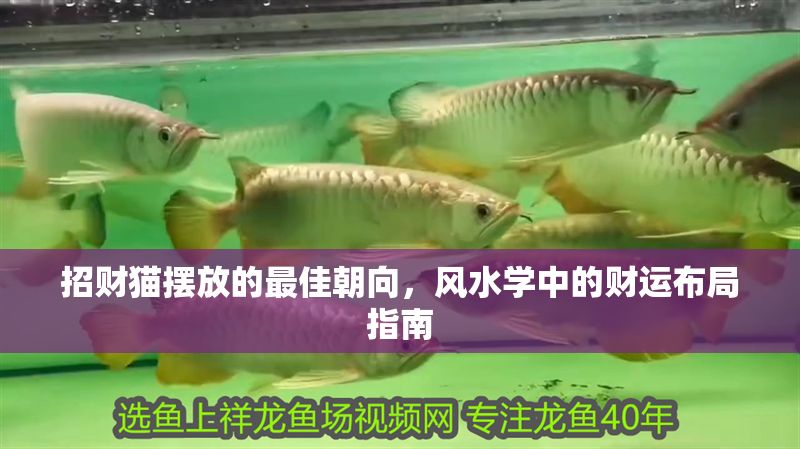 招財貓擺放的最佳朝向，風(fēng)水學(xué)中的財運布局指南