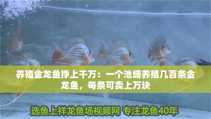 養(yǎng)殖金龍魚掙上千萬：一個池塘養(yǎng)殖幾百條金龍魚，每條可賣上萬塊 養(yǎng)殖金龍魚掙上千萬：一個池塘養(yǎng)殖幾百條金龍魚，每條可賣上萬塊 龍魚百科