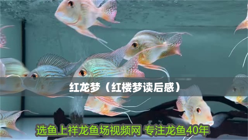 玻璃做魚缸怎么粘才牢固:如何自制玻璃魚缸 紅龍夢(紅樓夢讀后感) 龍魚百科 紅龍夢(紅樓夢讀后感) 紅龍夢(紅樓夢讀后感) 龍魚百科