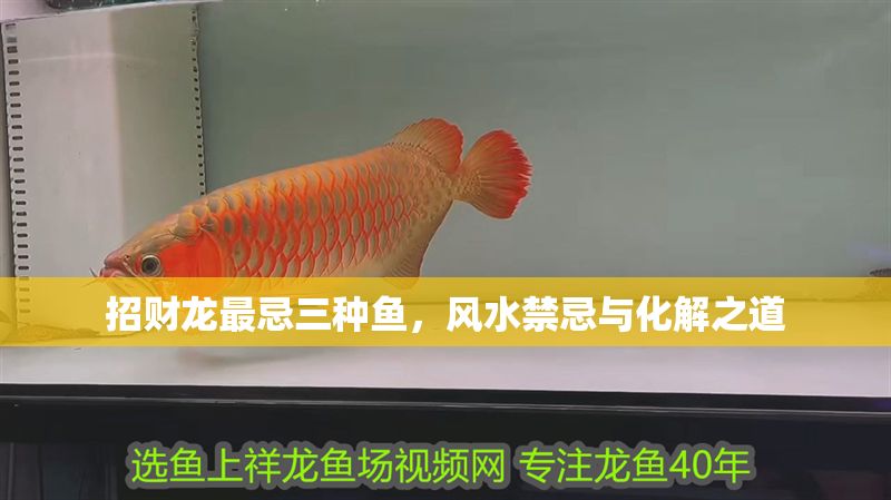 招財龍最忌三種魚，風水禁忌與化解之道
