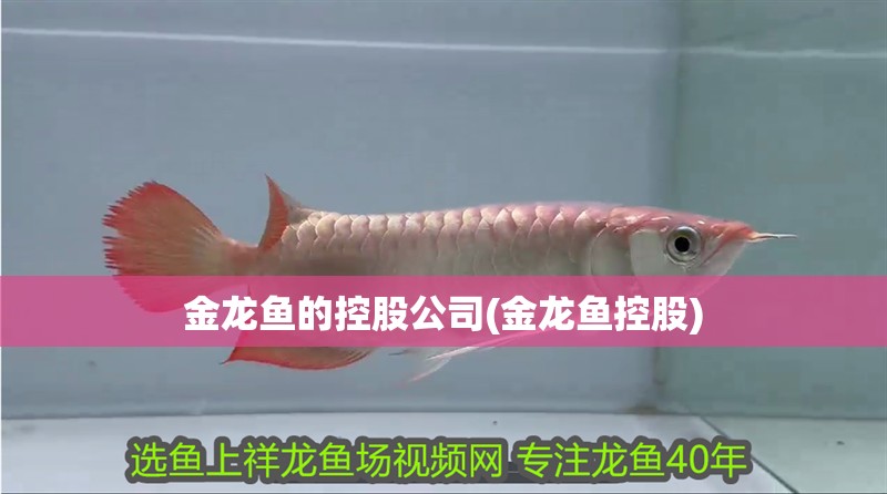 金龍魚的控股公司(金龍魚控股)