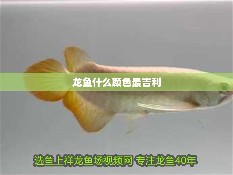 龍魚什么顏色最吉利