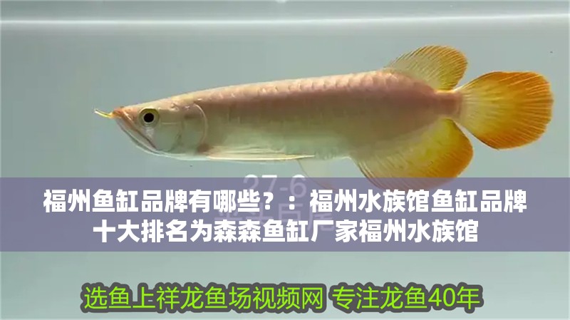 福州魚缸品牌有哪些？：福州水族館魚缸品牌十大排名為森森魚缸廠家福州水族館