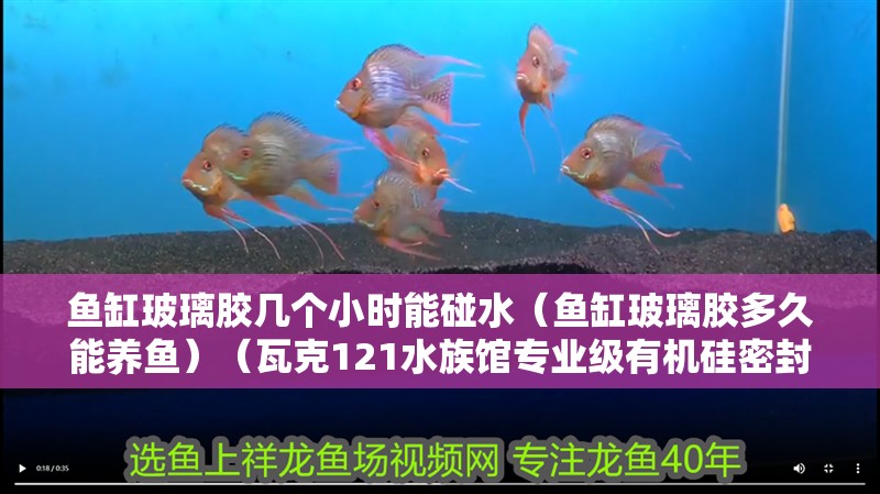 魚缸玻璃膠幾個小時能碰水（魚缸玻璃膠多久能養魚）（瓦克121水族館專業級有機硅密封膠粘魚缸玻璃膠需要注意什么）