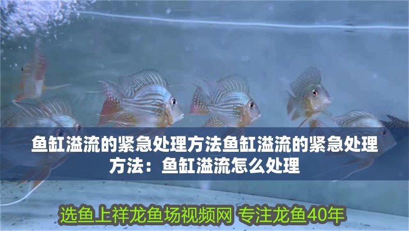 魚缸用增氧泵價格是多少:魚缸增氧機-xtrac增氧機-xtrac增氧機 魚缸溢流的緊急處理方法魚缸溢流的緊急處理方法:魚缸溢流怎么處理 魚缸百科 魚缸溢流的緊急處理方法魚缸溢流的緊急處理方法:魚缸溢流怎么處理 魚缸溢流的緊急處理方法魚缸溢流的緊急處理方法:魚缸溢流怎么處理 魚缸百科
