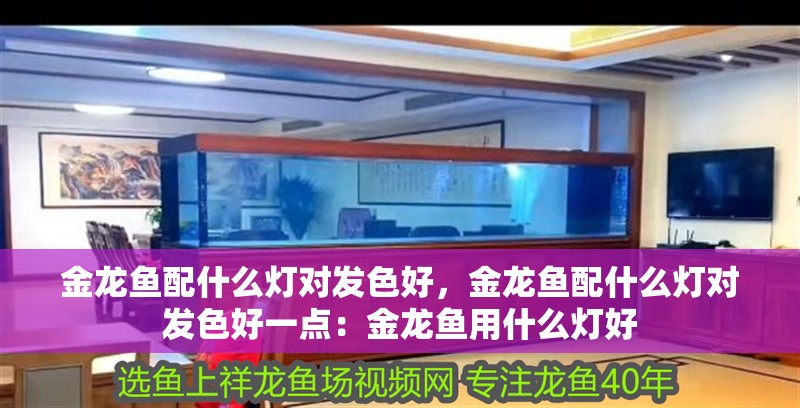 金龍魚配什么燈對(duì)發(fā)色好，金龍魚配什么燈對(duì)發(fā)色好一點(diǎn)：金龍魚用什么燈好