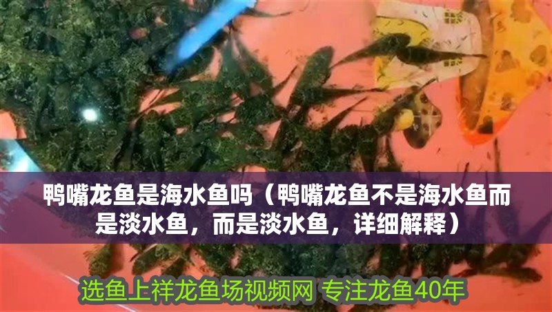 鴨嘴龍魚是海水魚嗎（鴨嘴龍魚不是海水魚而是淡水魚，而是淡水魚，詳細解釋）