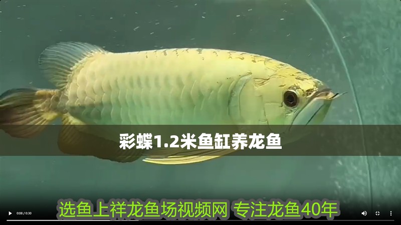 彩蝶1.2米魚缸養龍魚