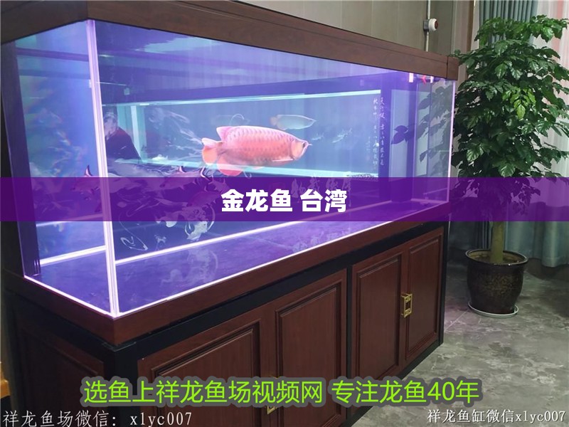 金龍魚(yú) 臺(tái)灣