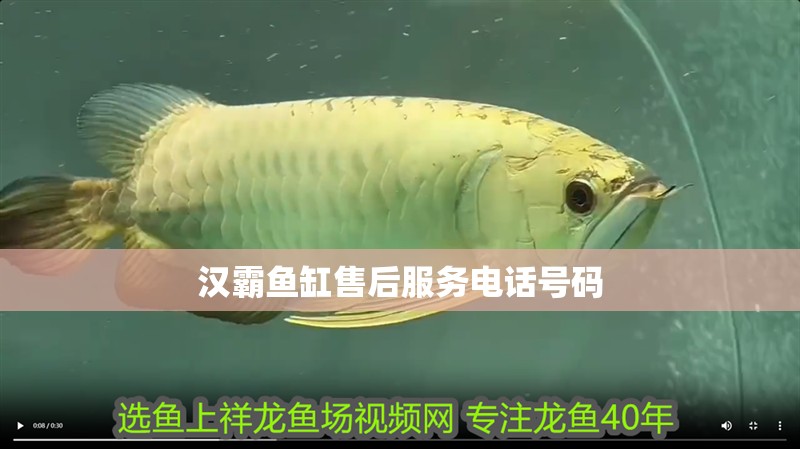 新到家的小虎魚 漢霸魚缸售后服務電話號碼 魚缸百科 漢霸魚缸售后服務電話號碼 漢霸魚缸售后服務電話號碼 魚缸百科