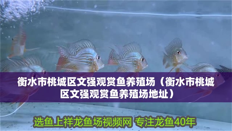 衡水市桃城區(qū)文強觀賞魚養(yǎng)殖場（衡水市桃城區(qū)文強觀賞魚養(yǎng)殖場地址）