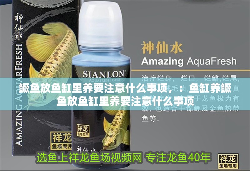 鱖魚放魚缸里養(yǎng)要注意什么事項，：魚缸養(yǎng)鱖魚放魚缸里養(yǎng)要注意什么事項