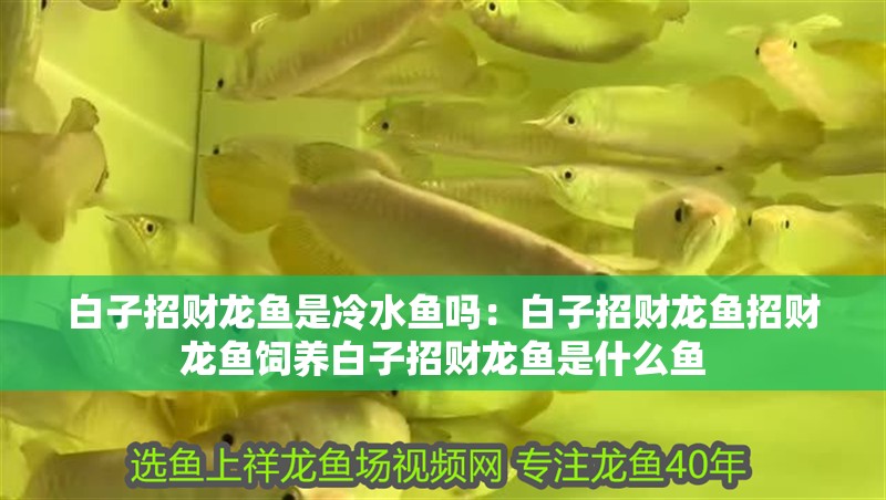 白子招財龍魚是冷水魚嗎：白子招財龍魚招財龍魚飼養白子招財龍魚是什么魚