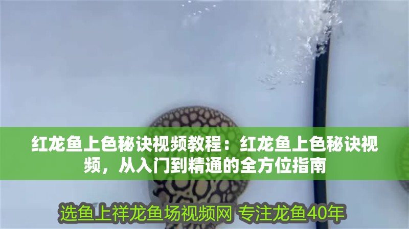 紅龍魚上色秘訣視頻教程：紅龍魚上色秘訣視頻，從入門到精通的全方位指南