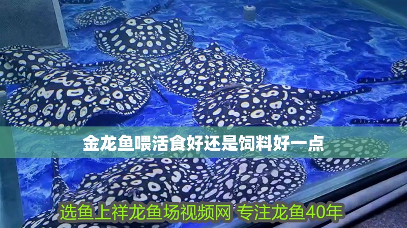 金龍魚喂活食好還是飼料好一點