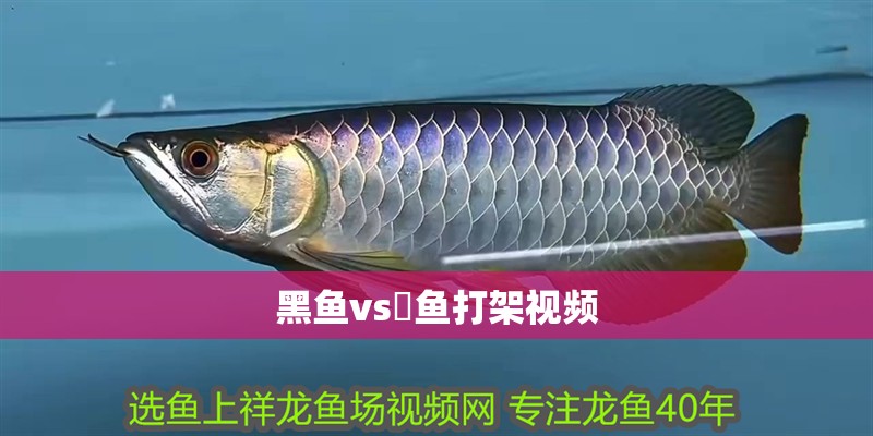 黑魚vs鳡魚打架視頻