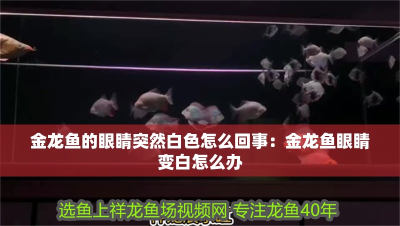 金龍魚的眼睛突然白色怎么回事：金龍魚眼睛變白怎么辦 金龍魚的眼睛突然白色怎么回事：金龍魚眼睛變白怎么辦 龍魚百科