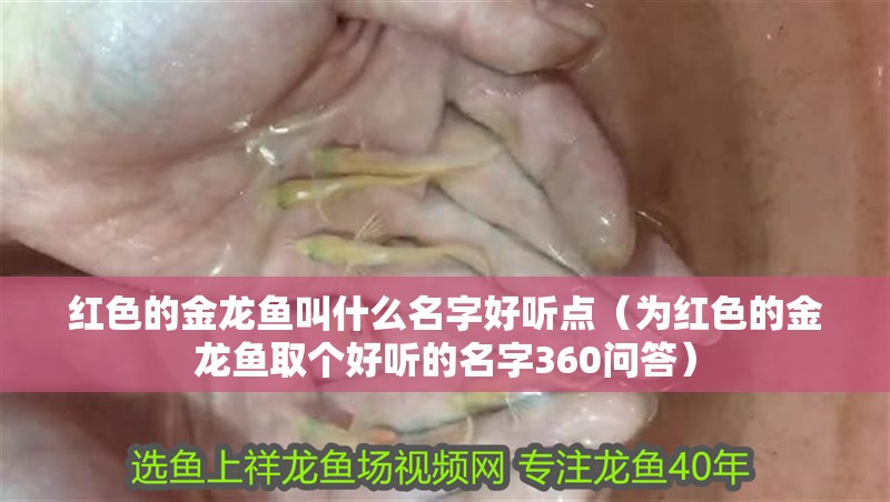 紅色的金龍魚叫什么名字好聽點（為紅色的金龍魚取個好聽的名字360問答）
