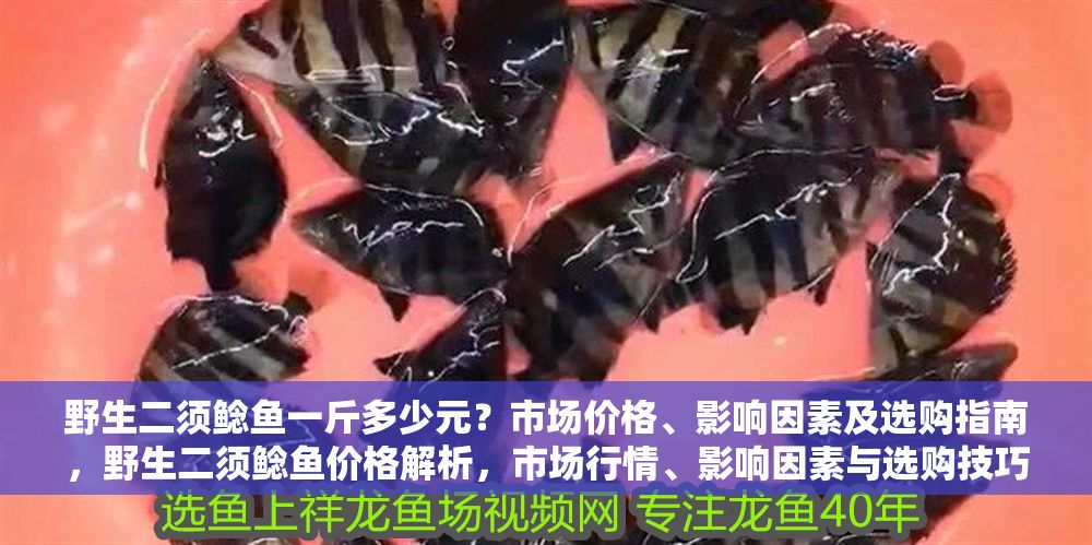 野生二須鯰魚一斤多少元？市場價格、影響因素及選購指南，野生二須鯰魚價格解析，市場行情、影響因素與選購技巧