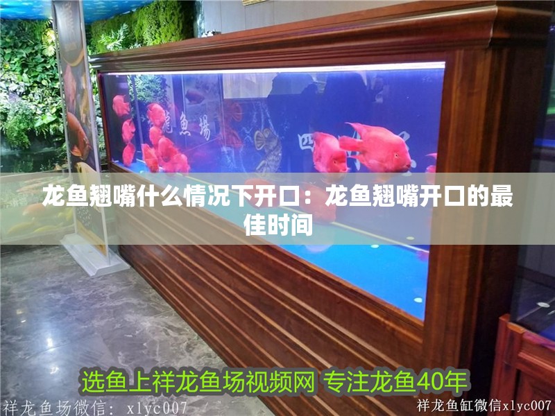 龍魚翹嘴什么情況下開口：龍魚翹嘴開口的最佳時間