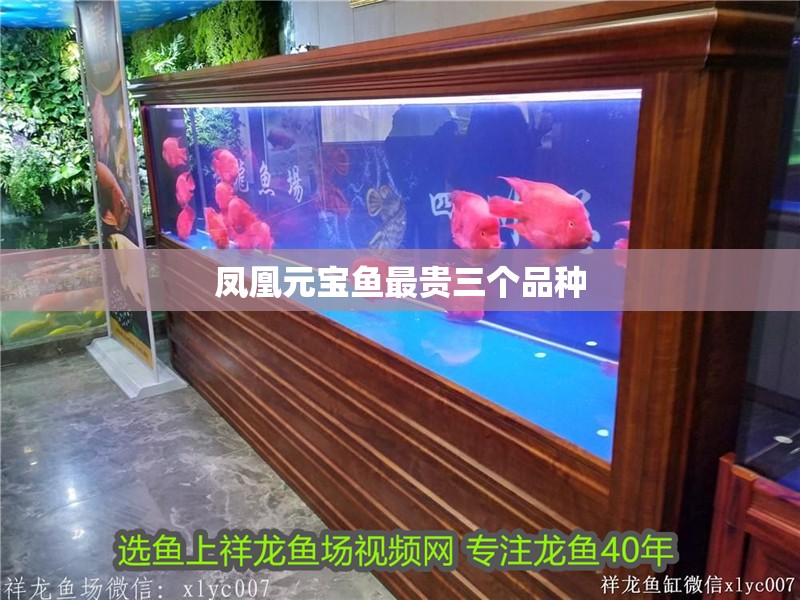 鳳凰元寶魚最貴三個品種 鳳凰元寶魚最貴三個品種 龍魚論壇