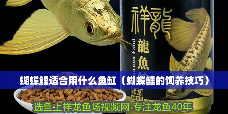蝴蝶鯉適合用什么魚缸（蝴蝶鯉的飼養(yǎng)技巧）