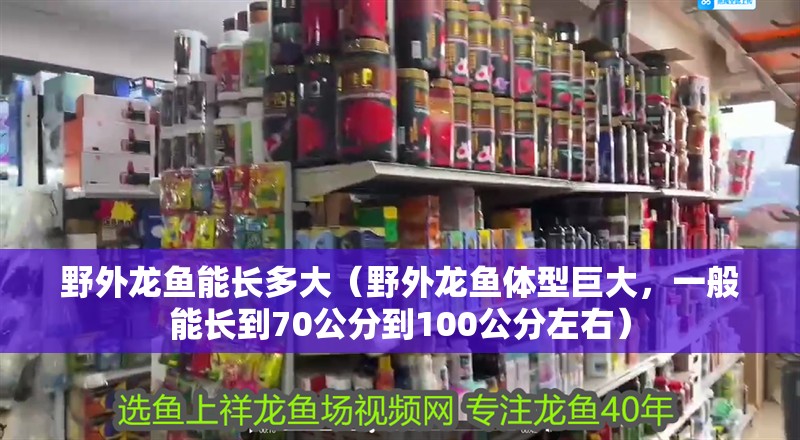 野外龍魚能長多大（野外龍魚體型巨大，一般能長到70公分到100公分左右）