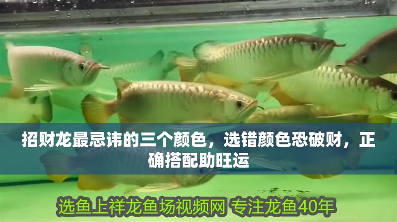 招財(cái)龍最忌諱的三個(gè)顏色，選錯(cuò)顏色恐破財(cái)，正確搭配助旺運(yùn)