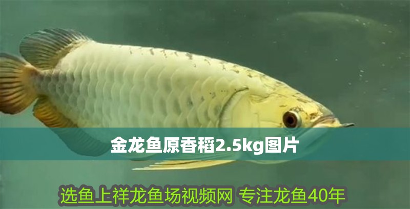 金龍魚原香稻2.5kg圖片