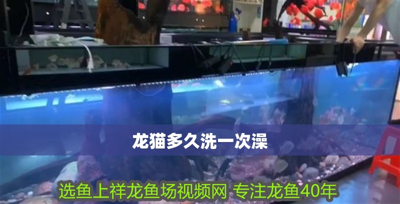 龍貓多久洗一次澡